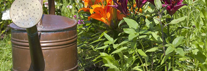 Kupferne Gießkanne im Garten